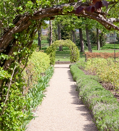 A Vine Archway Over A Gravel Path Through Valentines Mansion Gardens