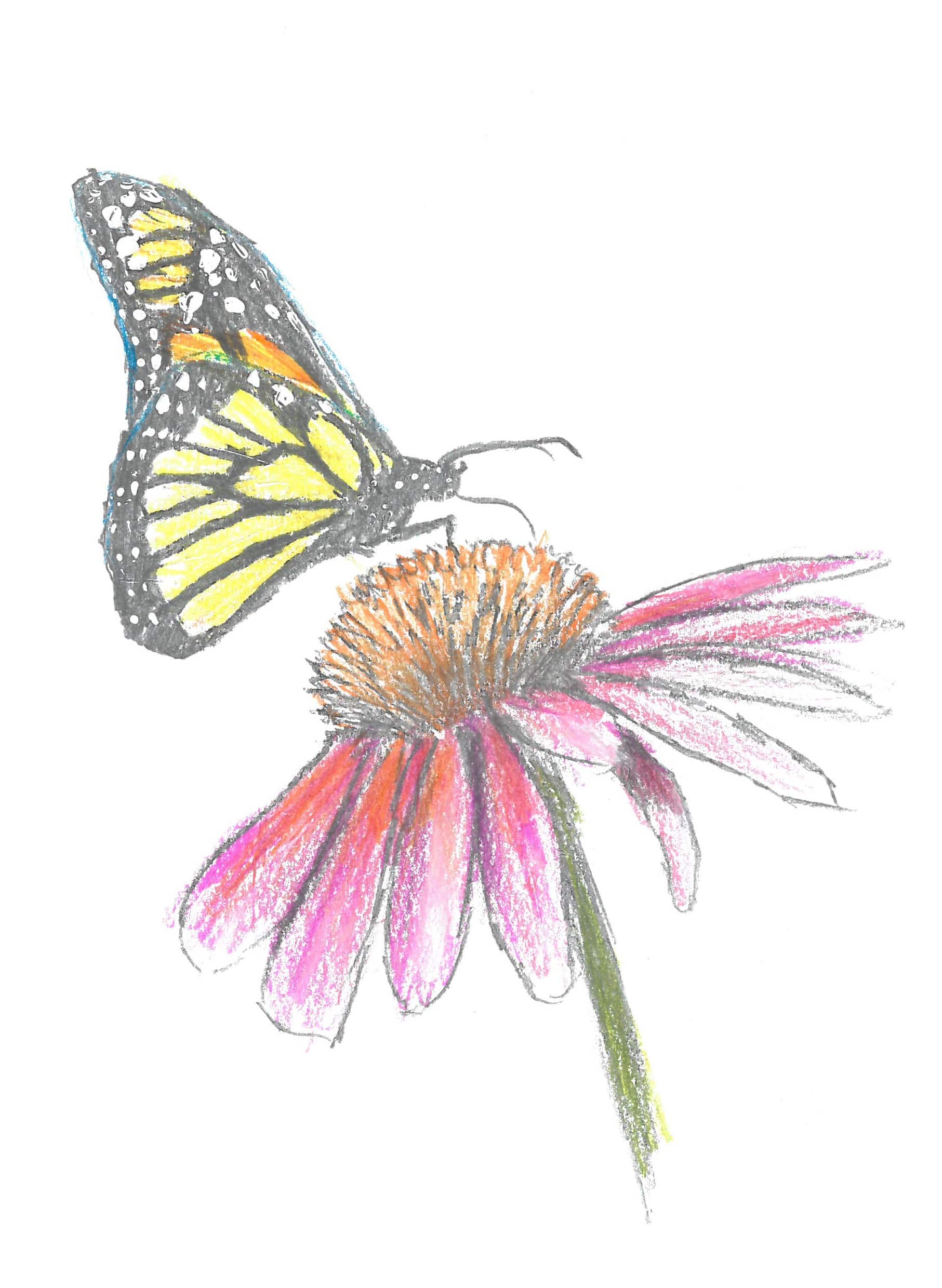 Drawing of butterfly and flower